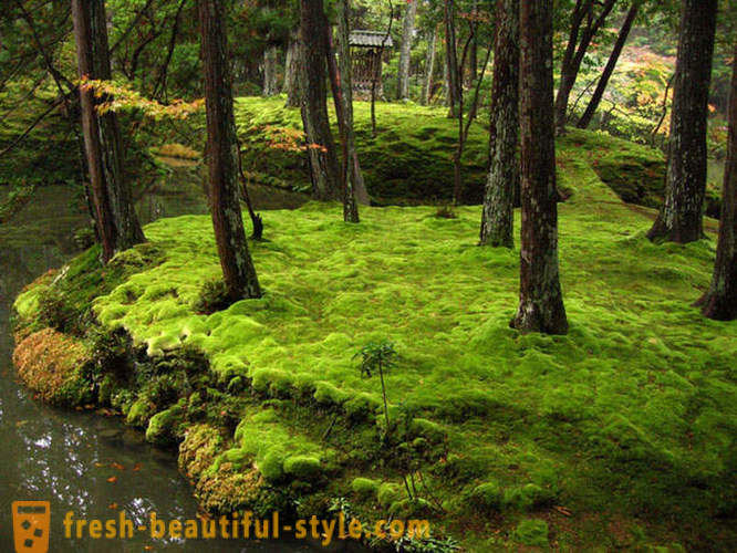 Moss kert Japánban