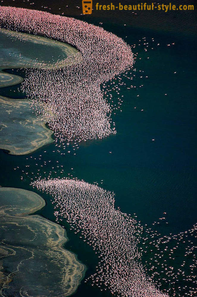 Ország rózsaszín flamingók