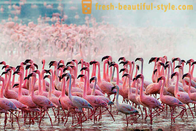 Ország rózsaszín flamingók