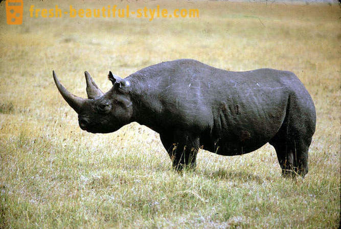 A legnagyobb szárazföldi állat a világon