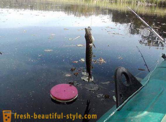 Catching csuka kör: A funkciók a módszer. Pike halászat a köröket a folyón, a tó