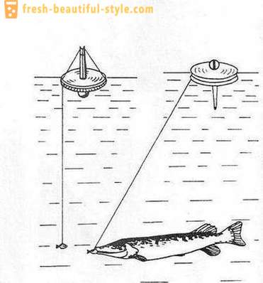 Catching csuka kör: A funkciók a módszer. Pike halászat a köröket a folyón, a tó