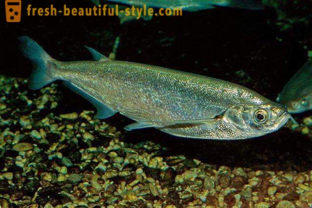 Amennyiben a szokásos hal sabrefish? Főzni hal sabrefish?