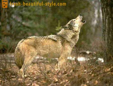 Wolf vadászat. Módszerek a vadászat a farkasok