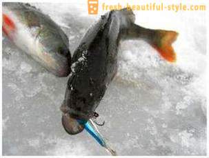 Horgászat a rocker a téli hónapokban. halászati ​​technika a mérleg fény