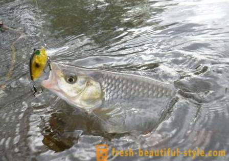 Chub halászat: módjait csali. Catching domolykó nyár